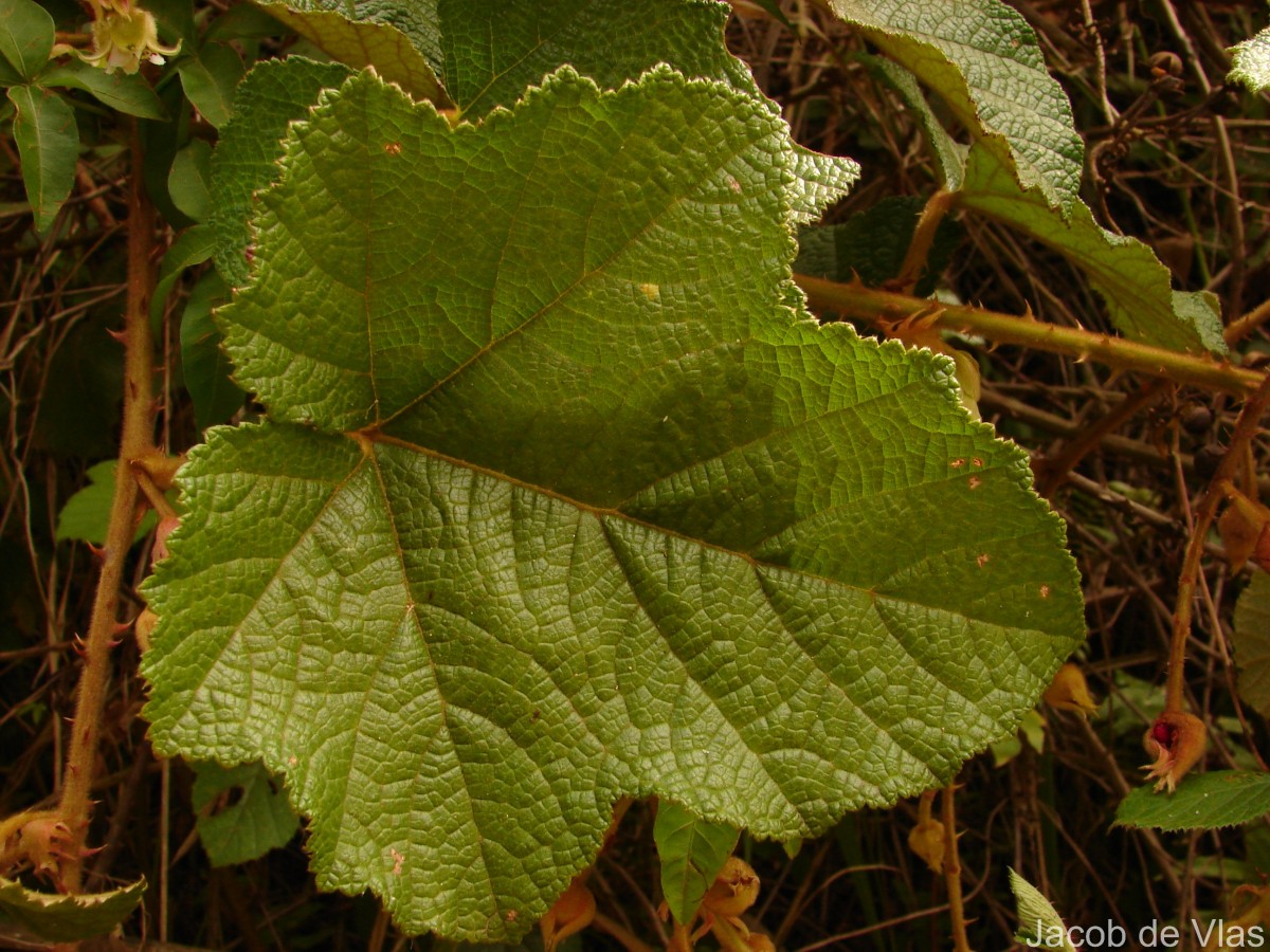 Rubus indicus Thunb.